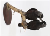 Lot 1040 - Pair of Jackdaws mounted on a branch, on oval...