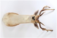 Lot 1042 - A Fallow Deer head and shoulders mount, for...