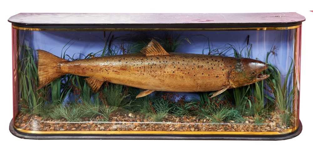 Lot 849 - Large preserved salmon in glazed bow front case