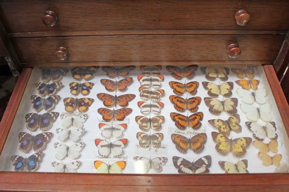 Lot 844 - Collection of butterflies in cabinet and various others
