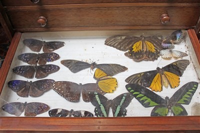 Lot 844 - Collection of butterflies in cabinet and various others