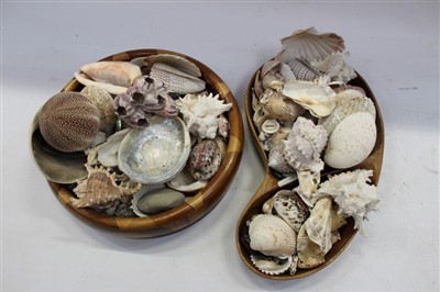 Lot 3734 - Large collection of exotic seashells (qty)