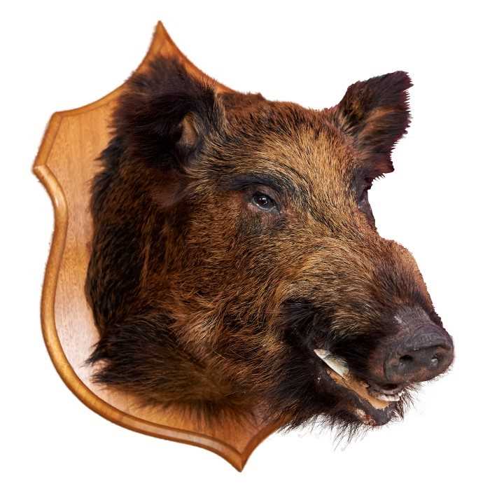 Lot 857 - Wild Boar head mounted on oak shield
