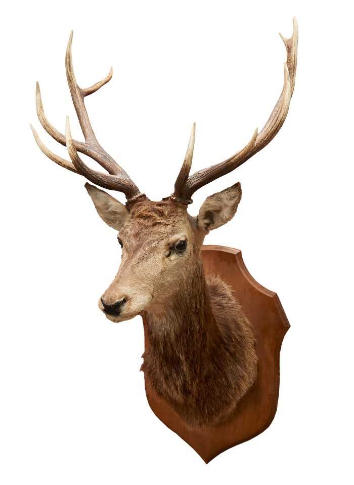 Lot 856 - Impressive Stag head and neck mounted on oak shield