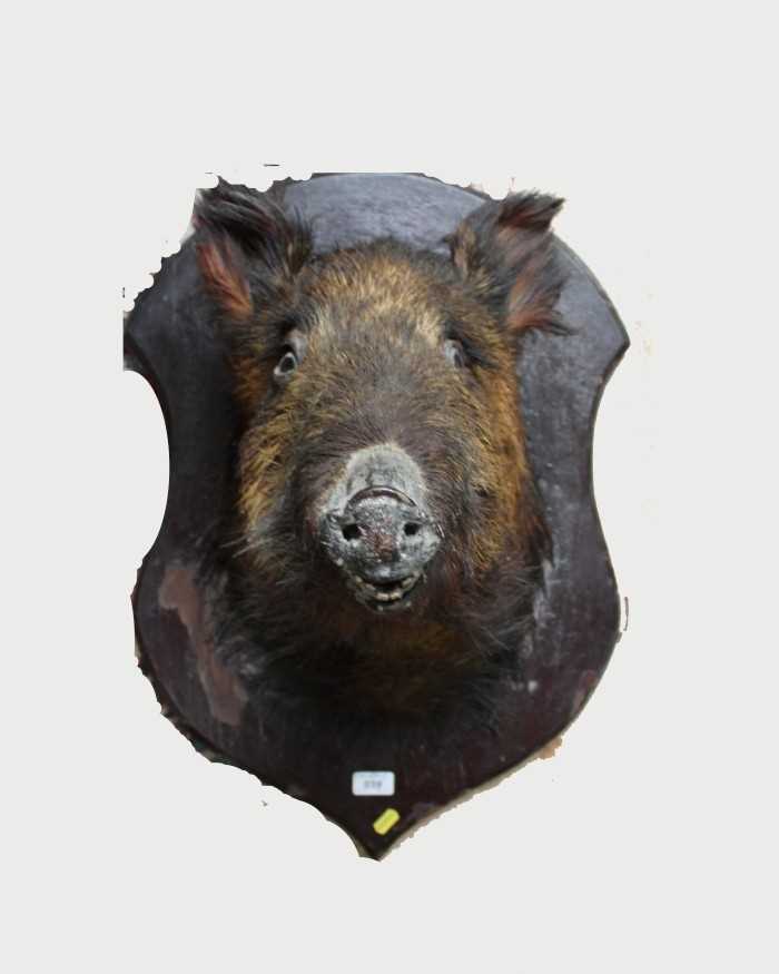 Lot 859 - Wild boar head mounted on painted wooden shield