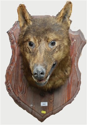 Lot 860 - Wolf head mounted on oak shield