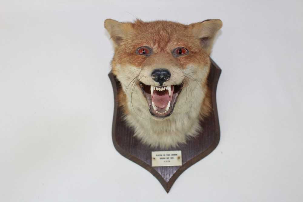 Lot 850 - Fox mask mounted on wooden shield with plaque - Clifton on Teme Hounds Boxing Day 1957. L.J.B