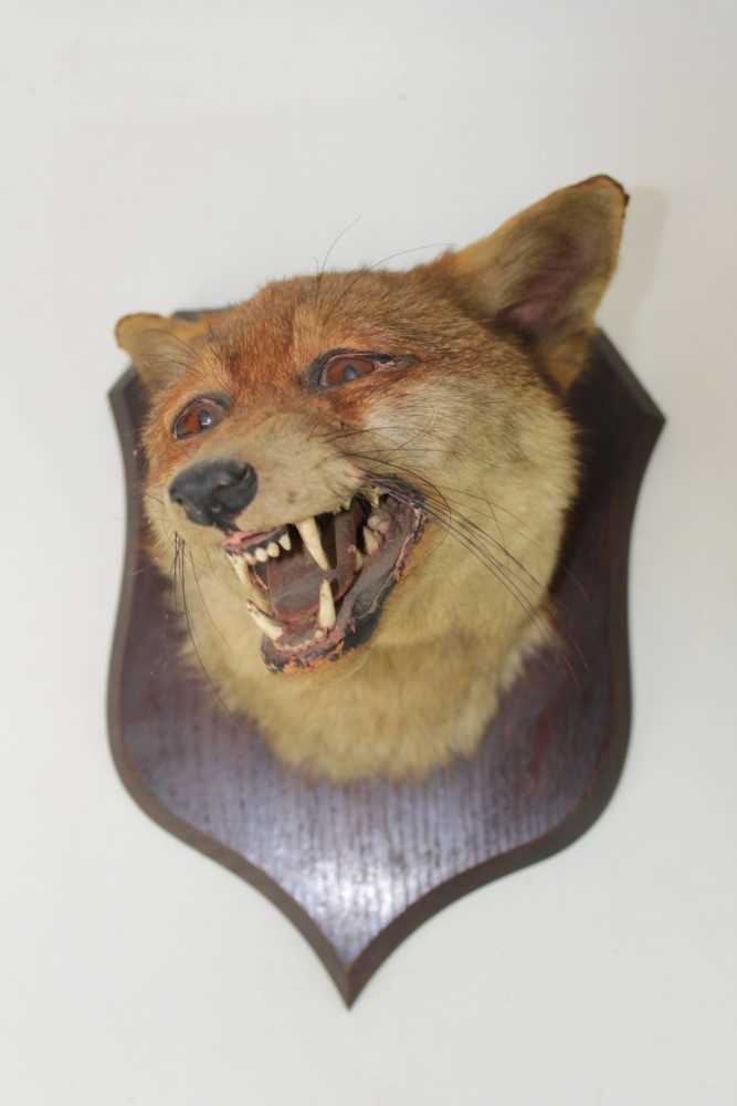 Lot 853 - Fox mask mounted on oak shield