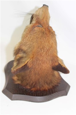 Lot 853 - Fox mask mounted on oak shield