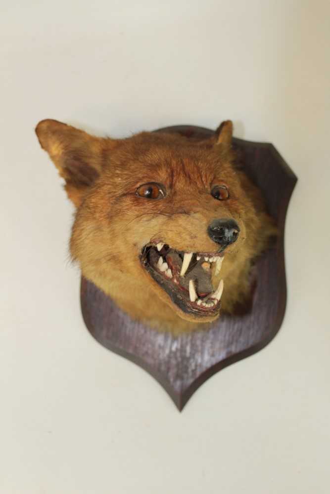 Lot 854 - Fox mask mounted on oak shield