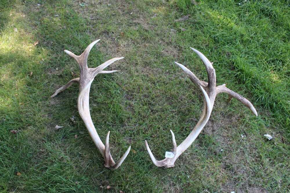 Lot 855 - Impressive pair of 10-point antlers