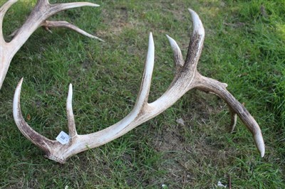Lot 855 - Impressive pair of 10-point antlers