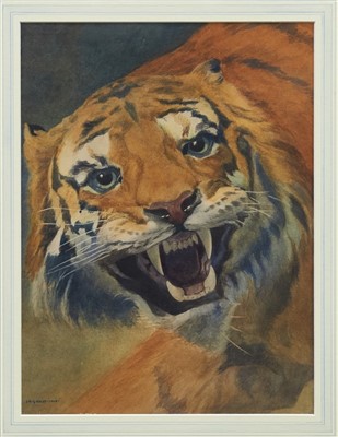 Lot 1002 - James Robert Granville Exley (1878-1967) watercolour - Head of a growling tiger, signed and dated 1903, in glazed gilt frame, 36cm x 26cm