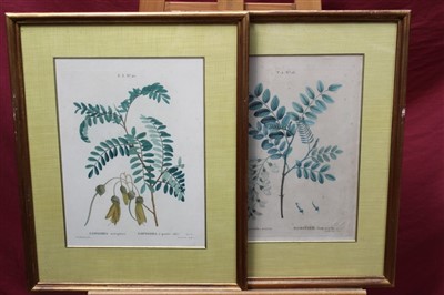 Lot 1010 - Group of three early 19th century hand coloured engravings after Redoute and Bessa - botanical plates, in glazed gilt frames with silk mounts, 33cm x 24cm