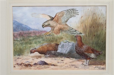 Lot 55 - J. A. Grant Edwardian watercolour and gouache - a hen harrier attacking grouse in Highland...
