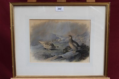 Lot 880 - Archibald Thorburn (1860-1935) hand coloured lithograph - Ptarmigan on the hill...
