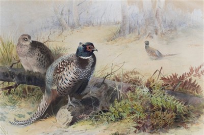 Lot 881 - Archibald Thorburn (1860-1935) hand coloured lithograph - Pheasants in woodland...