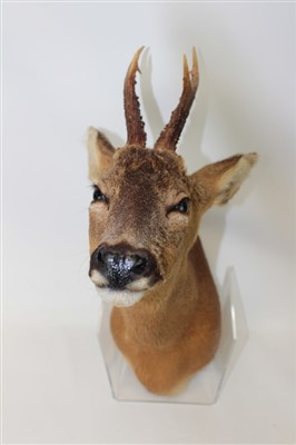 Lot 852 - Islay Roebuck head and neck mount for wall mounting