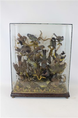 Lot 861 - Late 19th century display of song birds