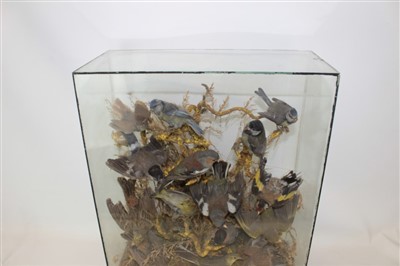 Lot 861 - Late 19th century display of song birds
