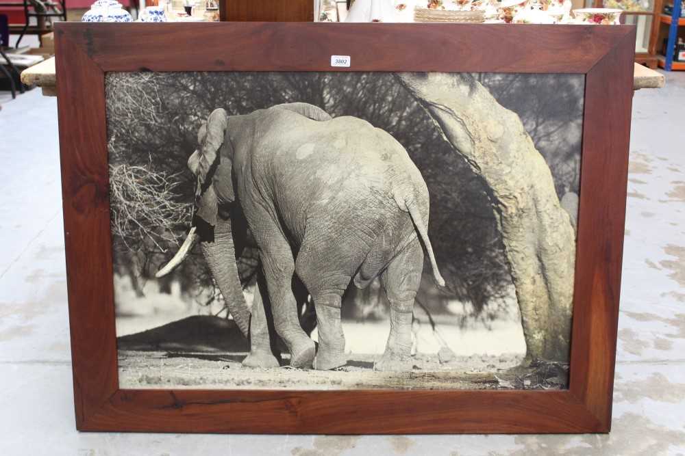 Lot 9 - Hugo Fircks signed black and white photographic print on canvas - An Elephant, signed and dated ‘03, in hardwood frame
