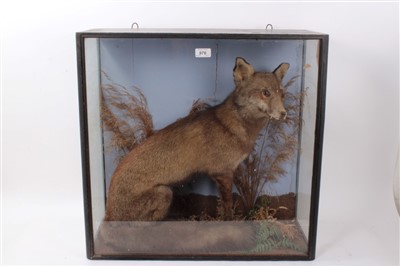 Lot 976 - Victorian preserved Fox in a glazed case