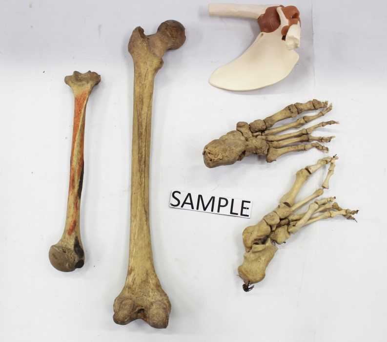 Lot 3629 - Female half skeleton medical teaching aid.