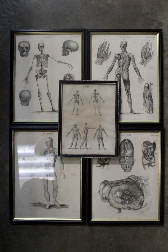 Lot 3631 - 19th century medical prints