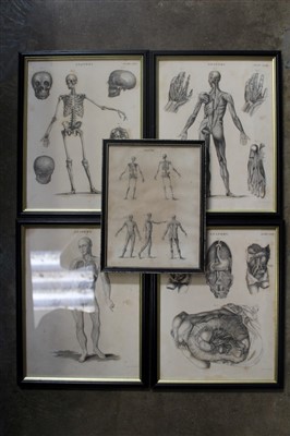 Lot 3631 - 19th century medical prints