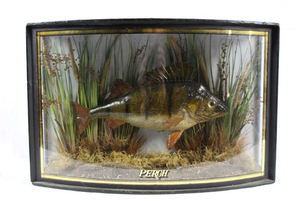 Lot 970 - Cased Perch in bow fronted case