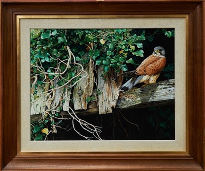 Lot 1070 - Terence James Bond watercolour - kestrels, signed