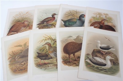 Lot 902 - Thirteen 19th century colour plates - Birds of New Zealand