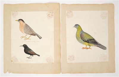 Lot 899 - Five early 19th Century Anglo-Indian pen and ink watercolours of birds and insects.