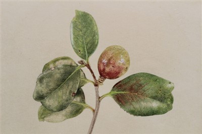 Lot 1243 - Helga Hislop (b.1941) Botanical watercolour and ensuite book (illustrated in book)