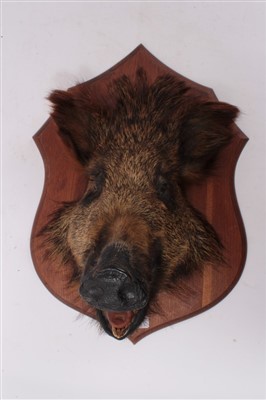 Lot 977 - Taxidermy- Boars head, mounted on shield