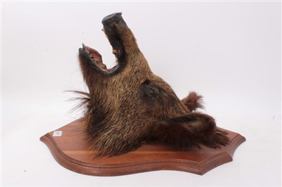 Lot 977 - Taxidermy- Boars head, mounted on shield