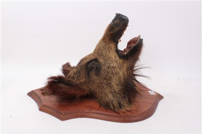 Lot 977 - Taxidermy- Boars head, mounted on shield