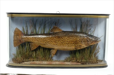 Lot 862 - Late Victorian Trout in bow fronted case