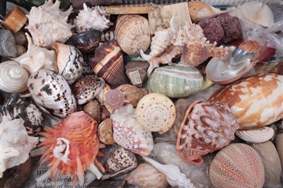 Lot 1258 - Large collection of 19th Century and later seashells and other collectors relics