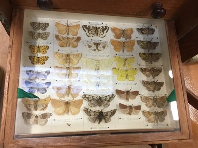 Lot 3877 - Six-drawer cabinet of moths and butterflies, all labelled