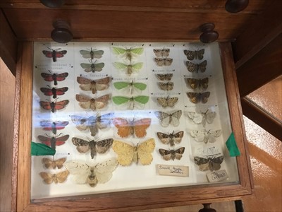 Lot 3877 - Six-drawer cabinet of moths and butterflies, all labelled