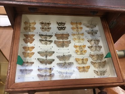 Lot 3877 - Six-drawer cabinet of moths and butterflies, all labelled