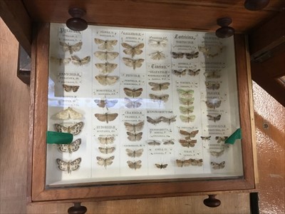 Lot 3877 - Six-drawer cabinet of moths and butterflies, all labelled