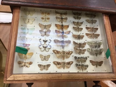 Lot 3877 - Six-drawer cabinet of moths and butterflies, all labelled