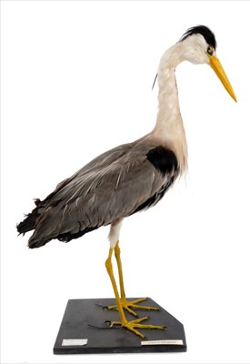 Lot 845 - Grey Heron