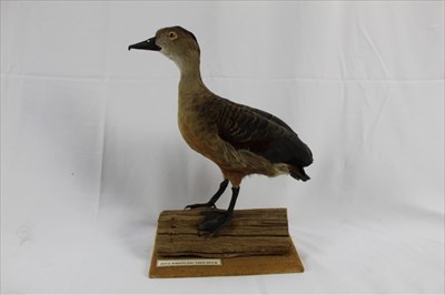 Lot 853 - Jaffa Whistling Tree Duck