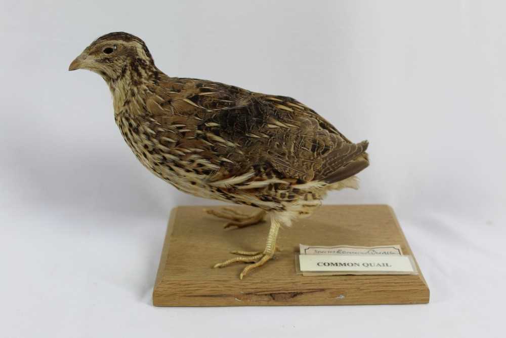 Lot 852 - Common Quail