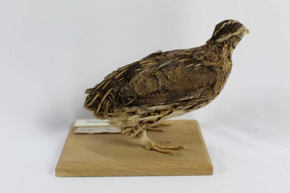 Lot 852 Common Quail