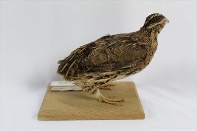 Lot 852 - Common Quail