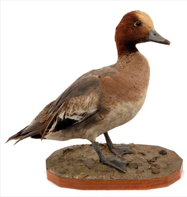 Lot 844 - Male Widgeon